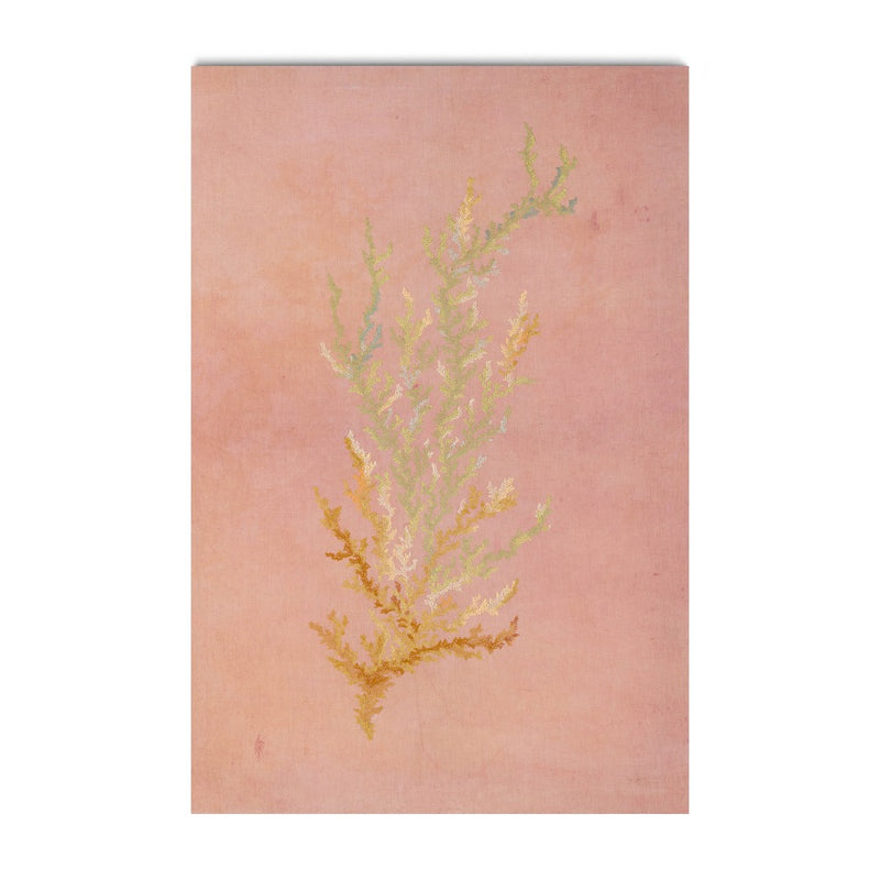 Agua Viva, Todo Brota!, 2025